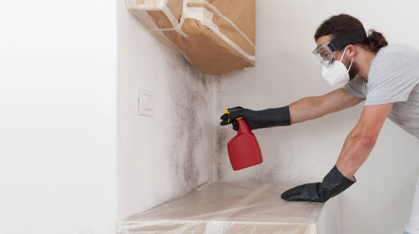 Professional Black Mold Remediation technician working in Hamilton, IL