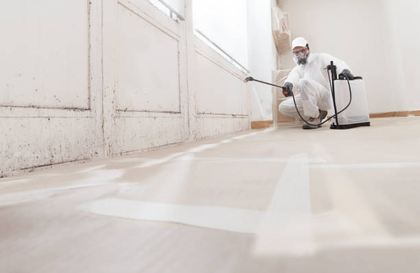 24/7 Emergency Black Mold Remediation experts in Hamilton, IL