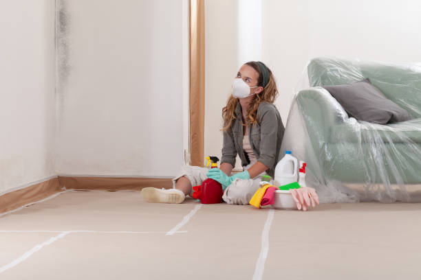 Reliable Black Mold Remediation contractor in Hamilton, IL by Mold Remediation HQ
