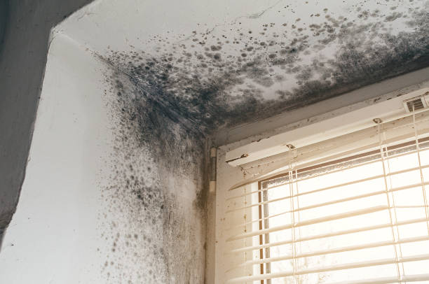Affordable Black Mold Remediation solutions in Hamilton, IL