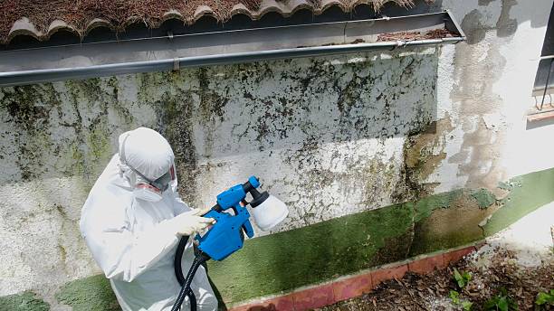 Top rated local Black Mold Remediation specialists in Hamilton, IL